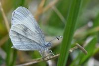 Leptidea sinapis