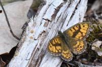 Lasiommata megera
