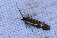 Esperia sulphurella