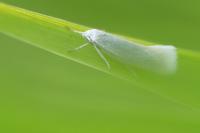 Elachista argentella