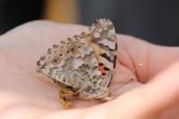 Vanessa cardui