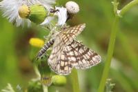 Chiasmia clathrata