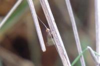 Nematopogon adansoniella