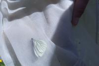Pieris napi