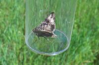 Autographa gamma