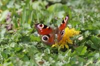 Aglais io