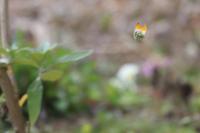Anthocharis cardamines