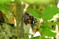 Vanessa atalanta