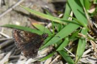 Erynnis tages