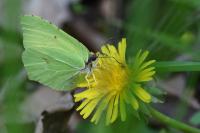 Gonepteryx rhamni