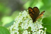 Lasiommata megera