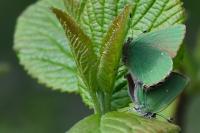 Callophrys rubi