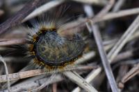 Trichiura crataegi