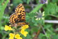 Boloria dia