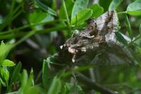 Autographa gamma