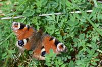 Aglais io
