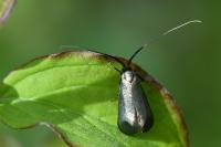 Adela reaumurella