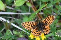 Boloria dia
