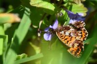 Boloria dia