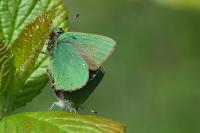 Callophrys rubi