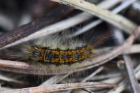 Trichiura crataegi