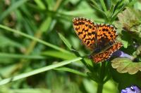 Boloria dia