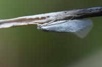 Elachista argentella