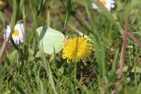 Gonepteryx rhamni
