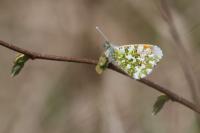 Anthocharis cardamines