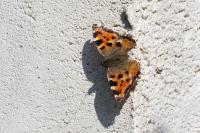 Nymphalis polychloros