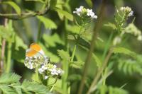 Anthocharis cardamines