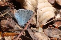 Celastrina argiolus