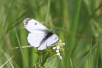 Anthocharis cardamines