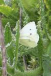 Pieris rapae