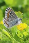 Aricia agestis