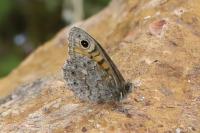 Lasiommata megera