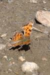 Polygonia c-album