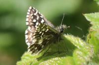 Pyrgus malvae