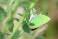 Callophrys rubi