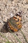 Vanessa cardui
