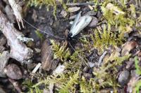 Adela reaumurella