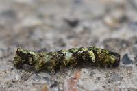 Allophyes oxyacanthae