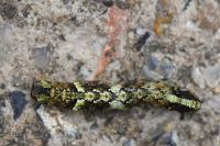 Allophyes oxyacanthae