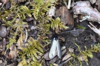 Adela reaumurella