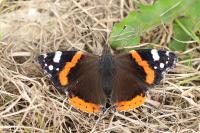 Vanessa atalanta
