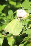Gonepteryx rhamni