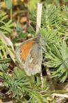 Coenonympha pamphilus