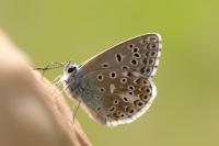 Lysandra bellargus