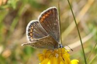Polyommatus icarus