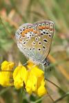 Polyommatus icarus